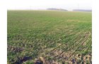 Property photo 11 - 60 Acres Offered in 2 Tracts